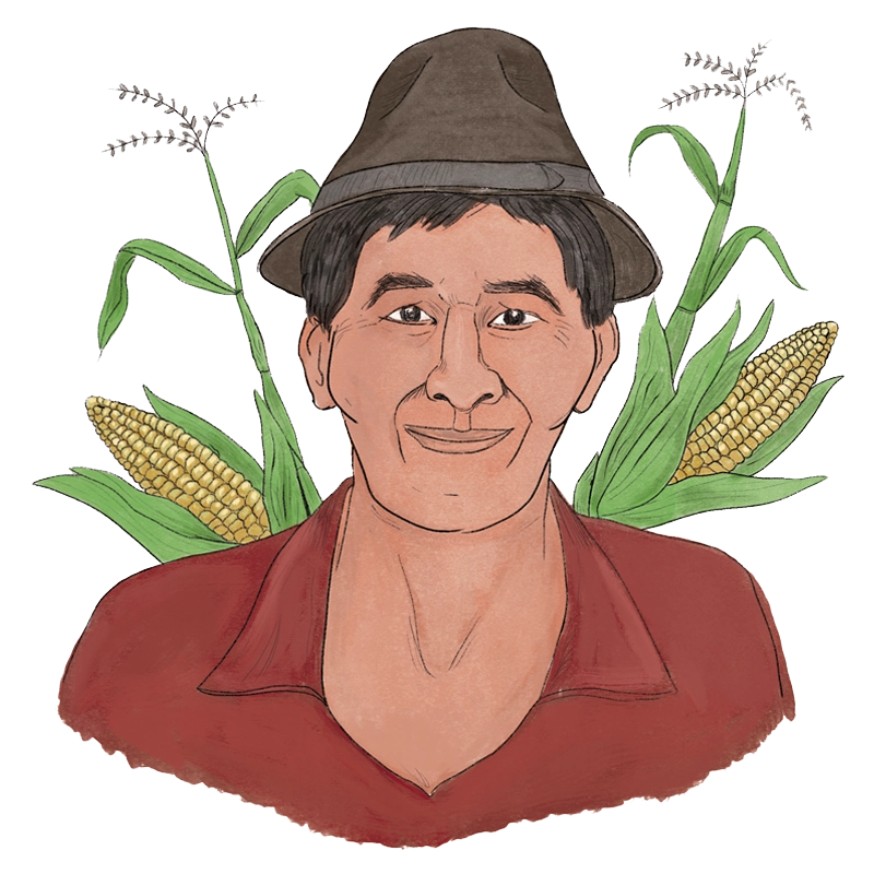 Illustration Corn