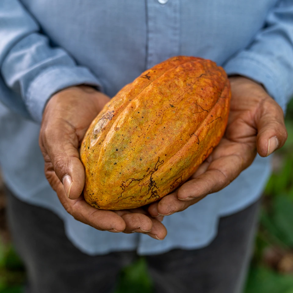 Mazorca de Cacao