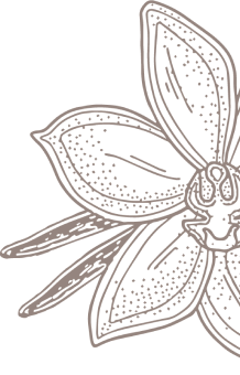 Ilustración Flor de Cacao