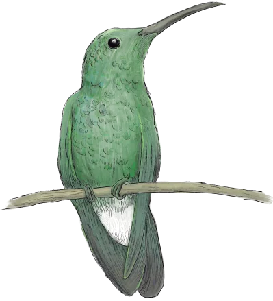 Ilustración Colibrí