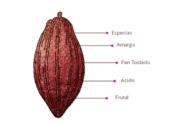 Cacao Talks: ¿Por qué ser una Empresa B? - 1