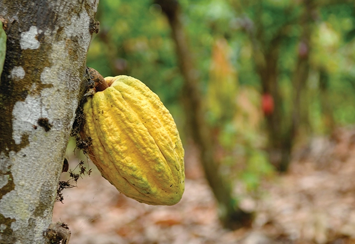 Cacao Talks: ¿Por qué ser una Empresa B? - 1