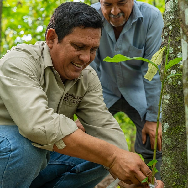 Mazorca de Cacao