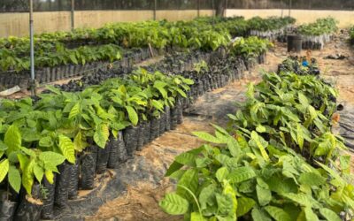 Nuestro Vivero: Un compromiso con el Origen