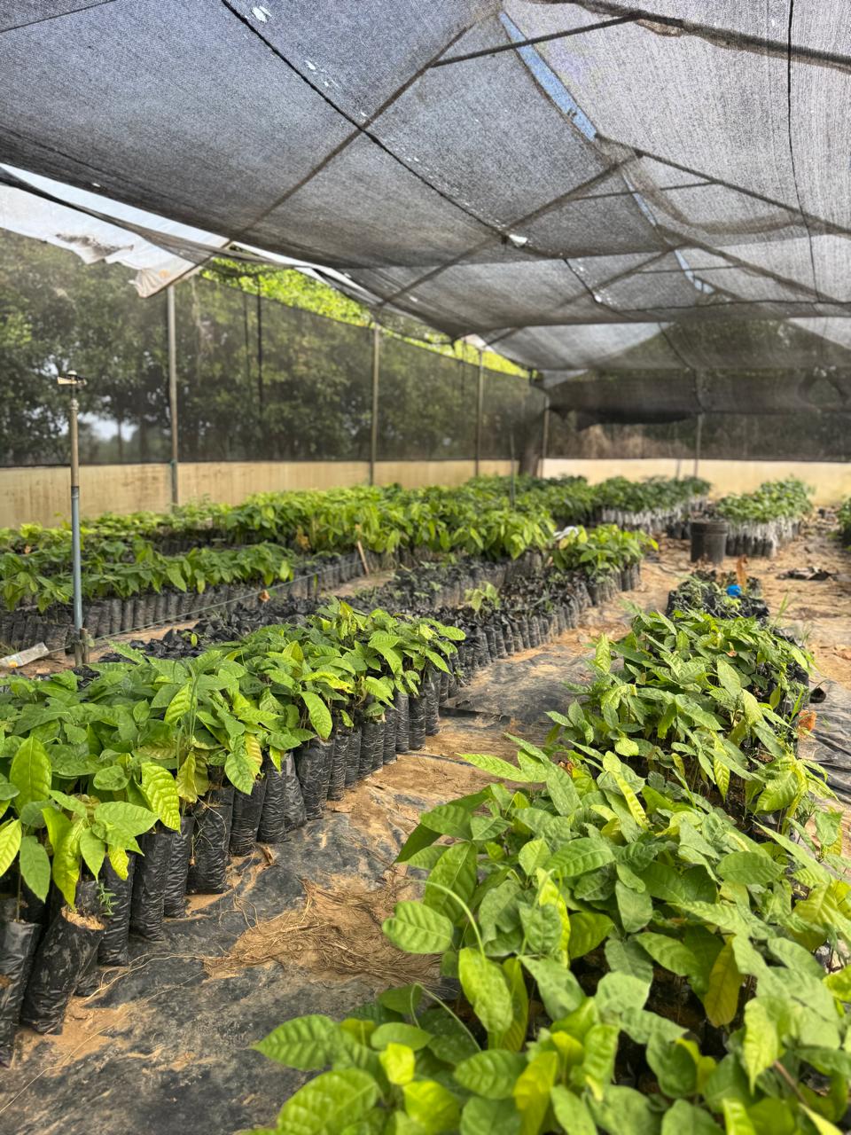 Cacao Talks: ¿Por qué ser una Empresa B? - 1